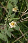 Arrowleaf sida